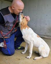 MOLLETTA, Hund, Mischlingshund in Italien - Bild 14