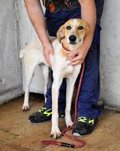 MOLLETTA, Hund, Mischlingshund in Italien - Bild 15