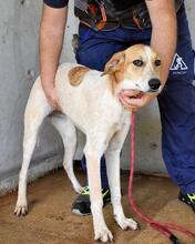 MOLLETTA, Hund, Mischlingshund in Italien - Bild 16
