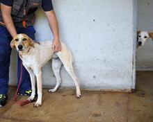 MOLLETTA, Hund, Mischlingshund in Italien - Bild 17