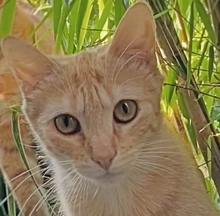 CHIQUITITA, Katze, Europäisch Kurzhaar in Bochum