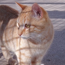 CHIQUITITA, Katze, Europäisch Kurzhaar in Heidelberg - Bild 16