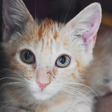 CHIQUITITA, Katze, Europäisch Kurzhaar in Heidelberg - Bild 17