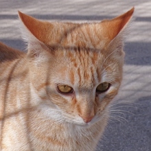 CHIQUITITA, Katze, Europäisch Kurzhaar in Heidelberg - Bild 20