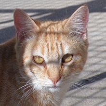 CHIQUITITA, Katze, Europäisch Kurzhaar in Heidelberg - Bild 8