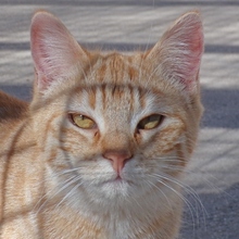 CHIQUITITA, Katze, Europäisch Kurzhaar in Heidelberg - Bild 9