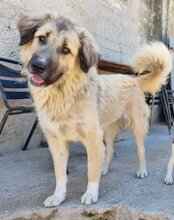 JASMIN, Hund, Herdenschutzhund-Mix in Kroatien - Bild 1