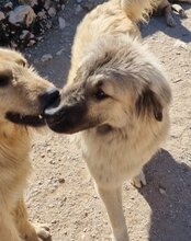 JASMIN, Hund, Herdenschutzhund-Mix in Kroatien - Bild 13