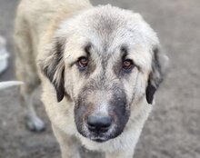 JASMIN, Hund, Herdenschutzhund-Mix in Kroatien - Bild 15