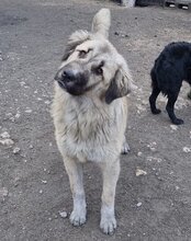 JASMIN, Hund, Herdenschutzhund-Mix in Kroatien - Bild 17