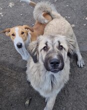 JASMIN, Hund, Herdenschutzhund-Mix in Kroatien - Bild 18