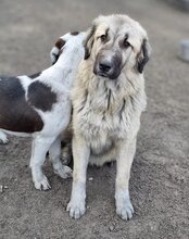 JASMIN, Hund, Herdenschutzhund-Mix in Kroatien - Bild 19