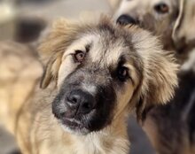 JASMIN, Hund, Herdenschutzhund-Mix in Kroatien - Bild 20