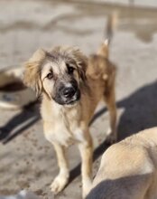 JASMIN, Hund, Herdenschutzhund-Mix in Kroatien - Bild 22