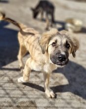 JASMIN, Hund, Herdenschutzhund-Mix in Kroatien - Bild 24