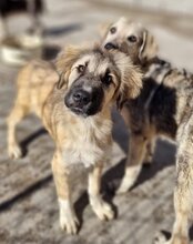 JASMIN, Hund, Herdenschutzhund-Mix in Kroatien - Bild 26