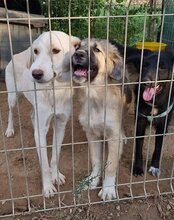 JASMIN, Hund, Herdenschutzhund-Mix in Kroatien - Bild 27