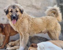 JASMIN, Hund, Herdenschutzhund-Mix in Kroatien - Bild 3