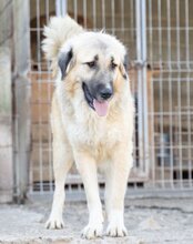 JASMIN, Hund, Herdenschutzhund-Mix in Kroatien - Bild 30