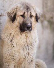 JASMIN, Hund, Herdenschutzhund-Mix in Kroatien - Bild 5