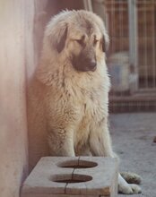 JASMIN, Hund, Herdenschutzhund-Mix in Kroatien - Bild 6