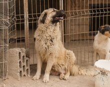 JASMIN, Hund, Herdenschutzhund-Mix in Kroatien - Bild 7