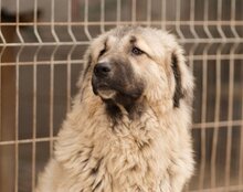 JASMIN, Hund, Herdenschutzhund-Mix in Kroatien - Bild 9