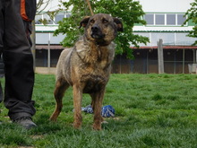 BLESS, Hund, Deutscher Schäferhund-Mix in Slowakische Republik - Bild 2