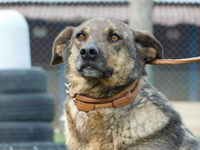 BLESS, Hund, Deutscher Schäferhund-Mix in Slowakische Republik - Bild 3