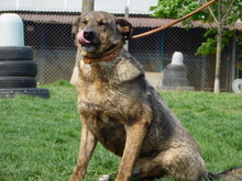 BLESS, Hund, Deutscher Schäferhund-Mix in Slowakische Republik - Bild 4