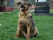 BLESS, Hund, Deutscher Schäferhund-Mix in Slowakische Republik - Bild 5