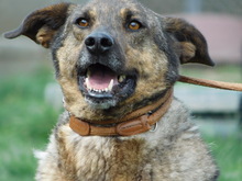 BLESS, Hund, Deutscher Schäferhund-Mix in Slowakische Republik - Bild 6