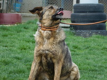 BLESS, Hund, Deutscher Schäferhund-Mix in Slowakische Republik - Bild 7