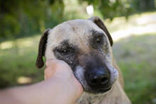 DARIJO, Hund, Kangal-Mix in Kroatien - Bild 1