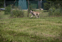 DARIJO, Hund, Kangal-Mix in Kroatien - Bild 2