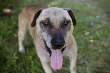 DARIJO, Hund, Kangal-Mix in Kroatien - Bild 3