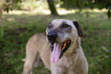 DARIJO, Hund, Kangal-Mix in Kroatien - Bild 4