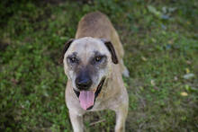 DARIJO, Hund, Kangal-Mix in Kroatien - Bild 5