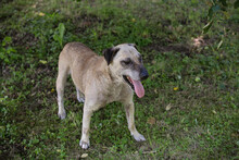 DARIJO, Hund, Kangal-Mix in Kroatien - Bild 6