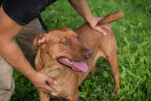 ELLI, Hund, Mischlingshund in Kroatien - Bild 2