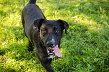 DEAN, Hund, Mischlingshund in Kroatien - Bild 4