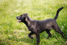 CURTIS, Hund, Mischlingshund in Kroatien - Bild 2