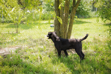 CURTIS, Hund, Mischlingshund in Kroatien - Bild 4