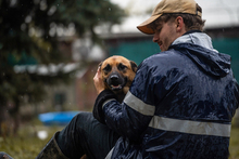 ARCHIE, Hund, Mischlingshund in Kroatien - Bild 1