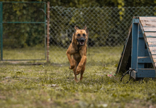 ARCHIE, Hund, Mischlingshund in Kroatien - Bild 2