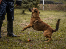 ARCHIE, Hund, Mischlingshund in Kroatien - Bild 3