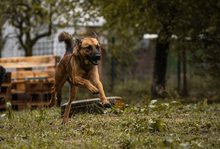 ARCHIE, Hund, Mischlingshund in Kroatien - Bild 5