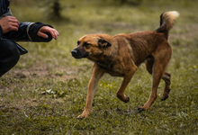 ARCHIE, Hund, Mischlingshund in Kroatien - Bild 6