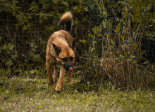 ARCHIE, Hund, Mischlingshund in Kroatien - Bild 7