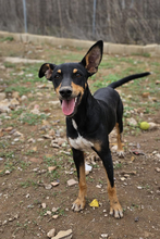 OAK, Hund, Mischlingshund in Spanien - Bild 1